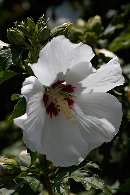 Jardin des Impressionnistes-133